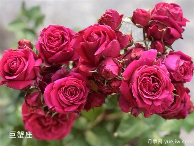 巨蟹座月季(图2) 巨蟹座月季/巨蟹座阳台月季(图2)