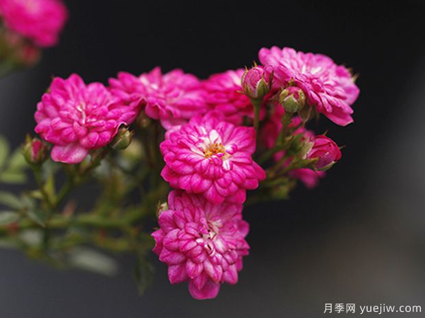 紫红微月月季(图3) 紫红微月月季(图3)