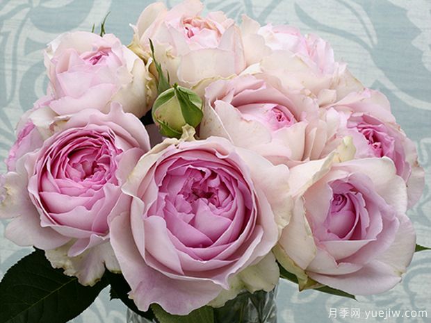 伊芙克莱尔月季(图1) 伊芙克莱尔月季(图1)