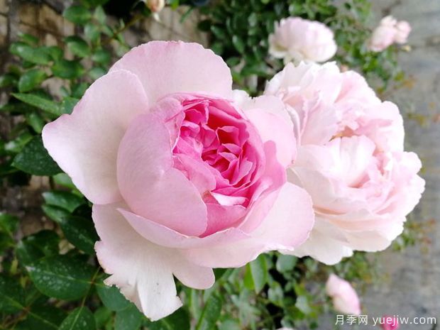 伊芙克莱尔月季(图2) 伊芙克莱尔月季(图2)