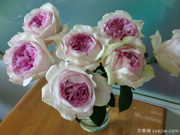 伊芙克莱尔月季(图3) 伊芙克莱尔月季(图3)