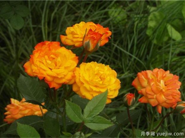 神奇月季(图2)