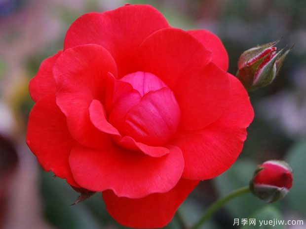 朱红女王月季/红色伊丽莎白女王月季/桔红女王(图2)