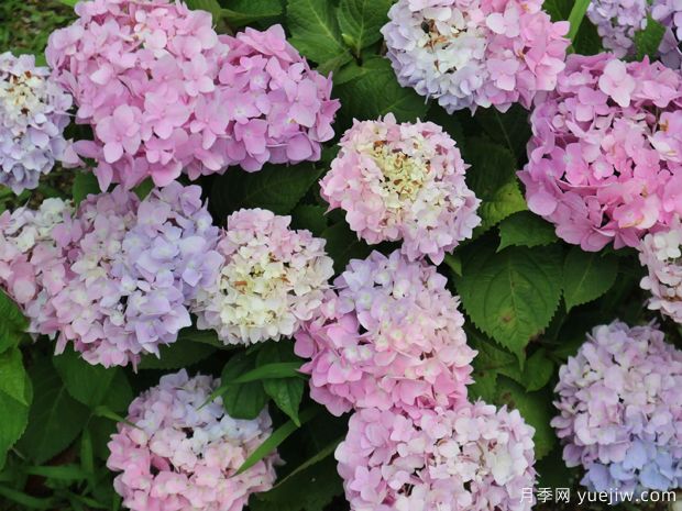 不同品种的绣球开花后如何修剪？(图1)