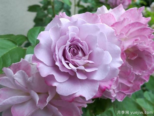清流月季(图1)