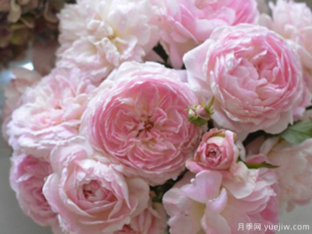 梅克林花边月季/玛丽娜花边(图2)