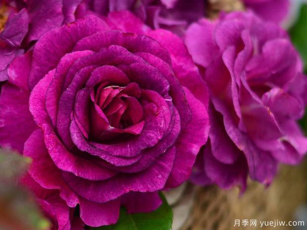 奥秘月季/神秘月季(图4)
