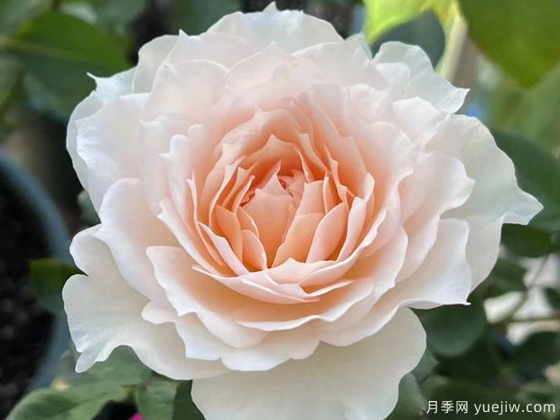莫妮卡戴维月季(图5)
