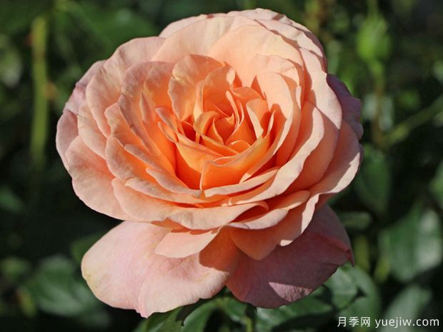 果汁花园月季/果汁庭院/孟加拉/大果汁(图1)