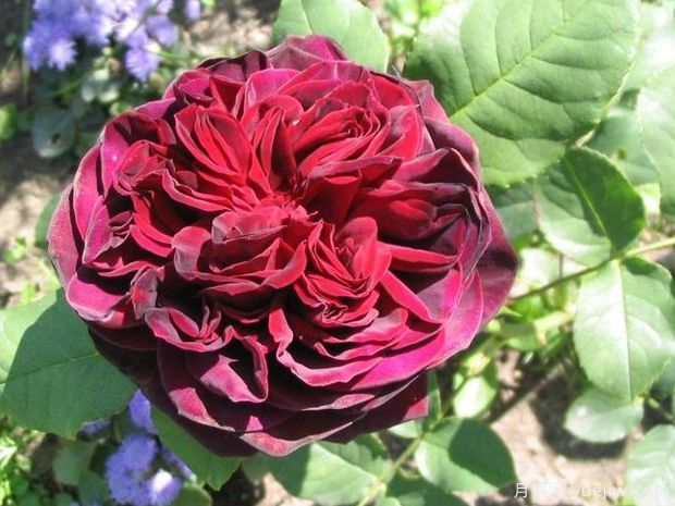 园艺必选，美艳芬芳的浓香月季品种大盘点(图3)