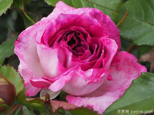 蓝莓蛋糕月季/蒂耶里马尔克斯月季(图3) 蓝莓蛋糕月季/蒂耶里马尔克斯(图3)