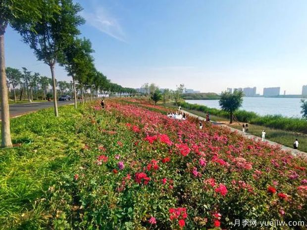 邯郸月季市花文化和景观图集(图2)