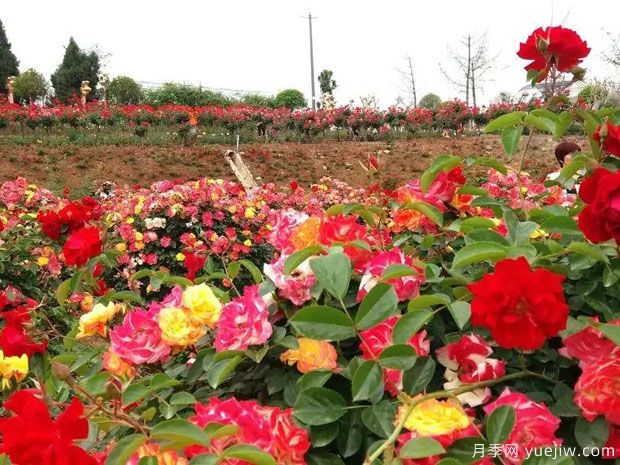 绵阳月季市花文化和景观图集(图5)