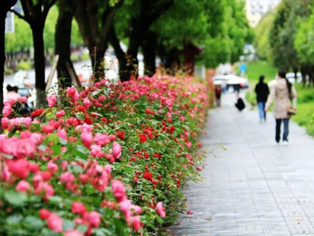 恩施月季市花文化和月季景观(图1)