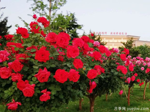 长治月季市花文化和月季景观(图1)
