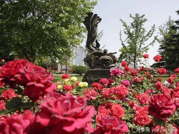 长治月季市花文化和月季景观(图3)
