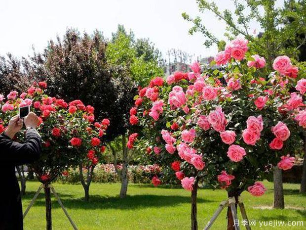 长治月季市花文化和月季景观(图4)
