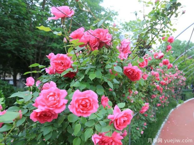 运城月季市花文化和月季景观(图1)