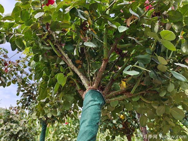 精品地面钵树状月季发货山西园林(图2)