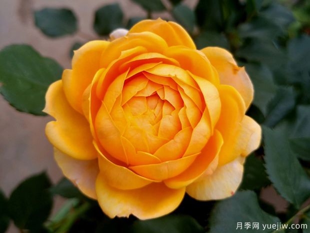 橙色月亮月季/橙月亮月季(图1) 橙色月亮月季/橙月亮月季(图1)