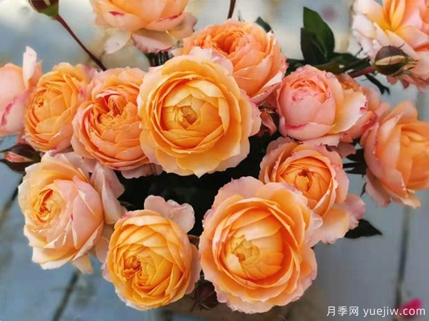 橙色月亮月季/橙月亮月季(图2) 橙色月亮月季/橙月亮月季(图2)