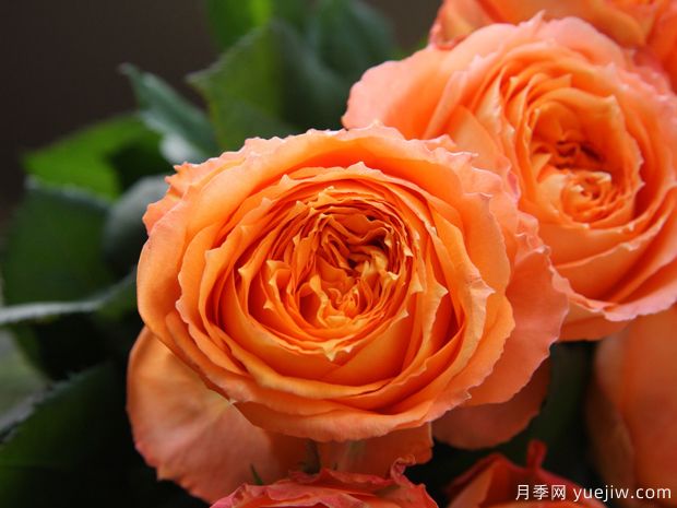 橙色月亮月季/橙月亮月季(图3) 橙色月亮月季/橙月亮月季(图3)