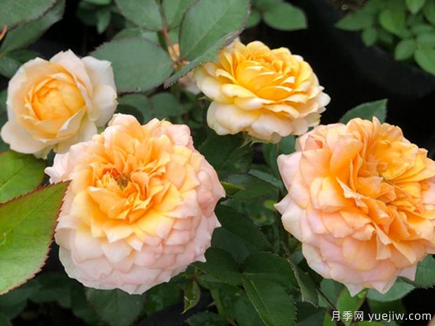 橙色月亮月季/橙月亮月季(图4) 橙色月亮月季/橙月亮月季(图4)