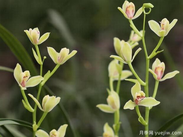 兰花(图5)