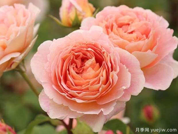 推荐10种***耐阴的浓香月季品种(图2)