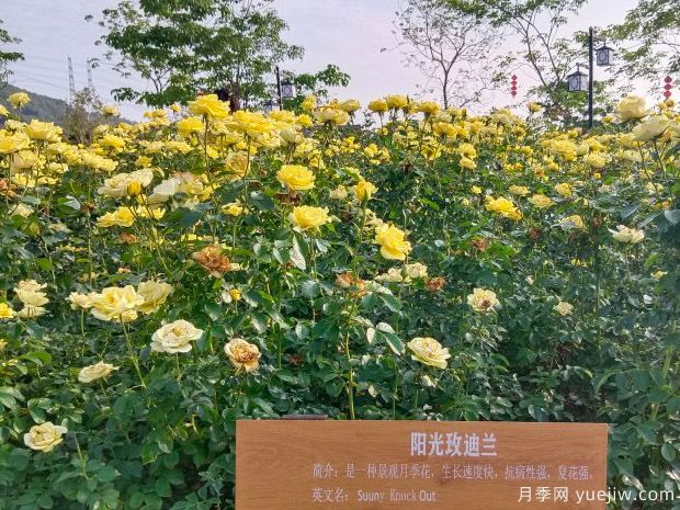阳光绝代佳人月季/晴朗绝代佳人(图3)
