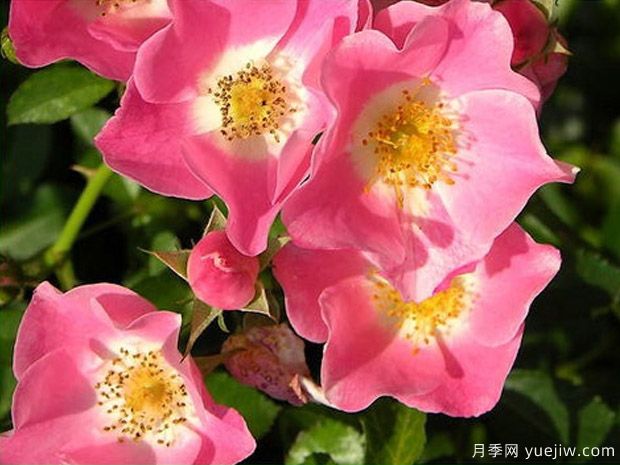 宾果玫迪兰月季(图3) 宾果玫迪兰月季(图3)