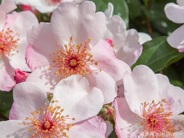 漂亮甜月季/甜美人月季(图1) 漂亮甜月季/甜美人月季/天文学(图1)