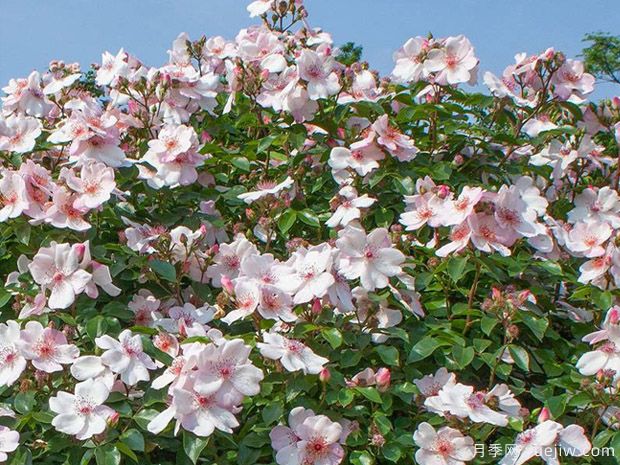 漂亮甜月季/甜美人月季(图3) 漂亮甜月季/甜美人月季/天文学(图3)
