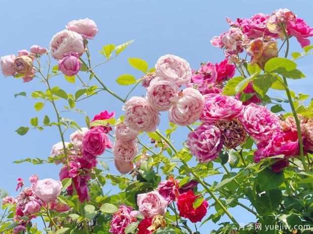 如皋月季市花文化和月季景观(图1)