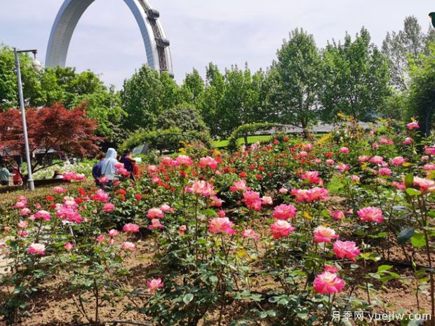 常州月季市花文化和景观图集(图2)