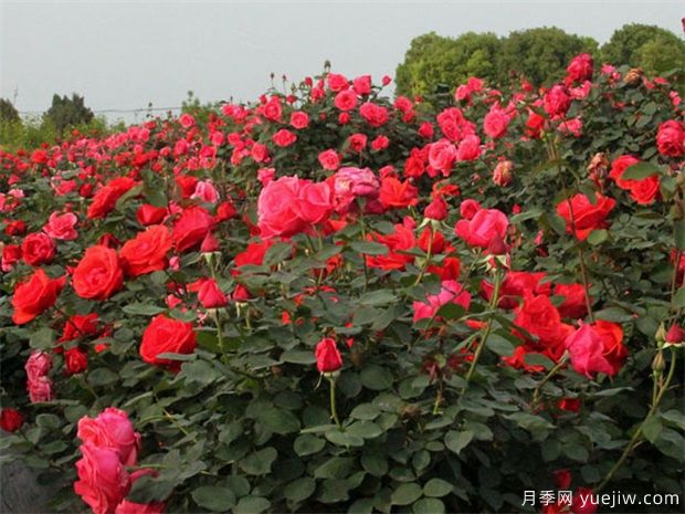 葫芦岛月季市花文化和月季景观(图1)