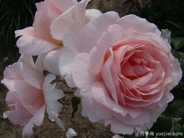 卡罗琳的心月季(图1) 卡罗琳的心月季(图1)