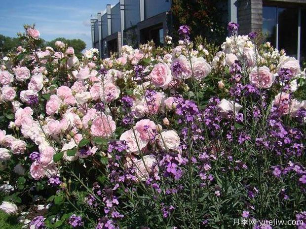 卡罗琳的心月季(图2) 卡罗琳的心月季(图2)