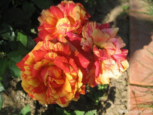 柑橘柠檬月季(图3) 柑橘柠檬月季(图3)