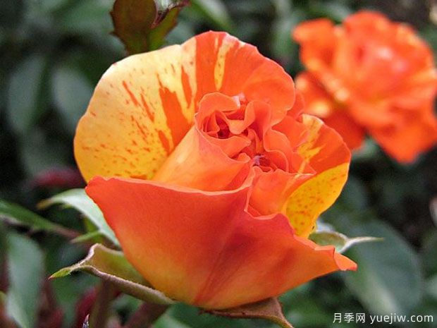 柑橘柠檬月季(图4) 柑橘柠檬月季(图4)