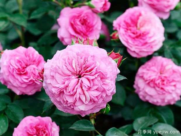 男爵夫人月季(图1) 男爵夫人月季(图1)