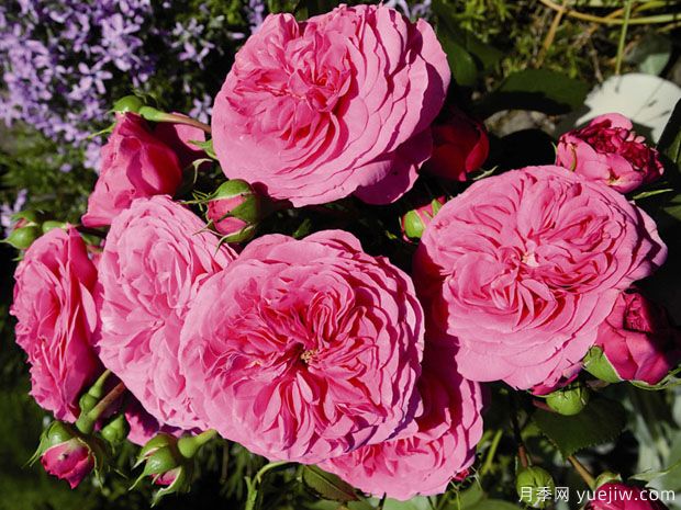 男爵夫人月季(图2) 男爵夫人月季(图2)