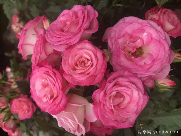 谢妮娅月季(图3) 谢妮娅月季(图3)