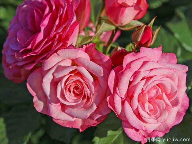 谢妮娅月季(图3) 谢妮娅月季(图4)