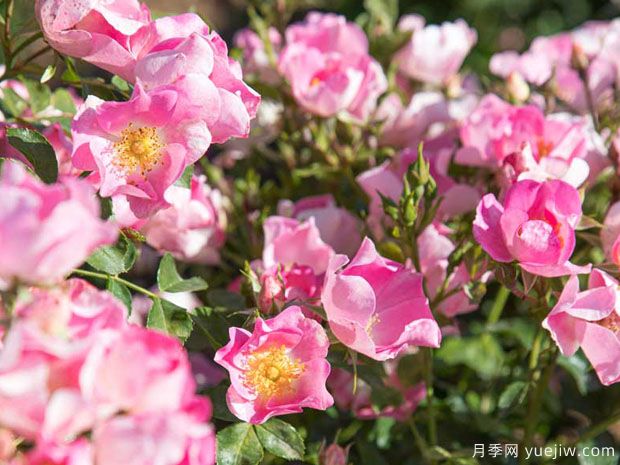 友好粉色月季(图1) 友好粉色月季(图1)