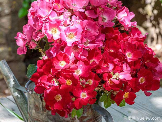 友好红色月季(图2) 友好红色月季(图2)