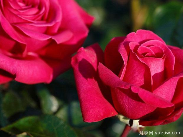 热辣女士月季/辣妹月季(图3) 热辣女士月季/辣妹月季(图3)