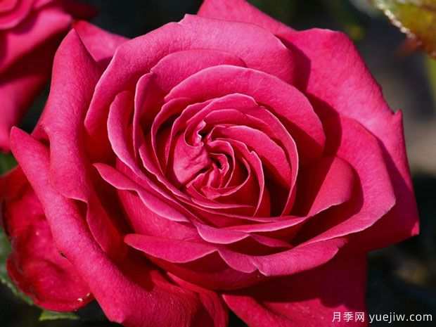 热辣女士月季/辣妹月季(图2) 热辣女士月季/辣妹月季(图2)