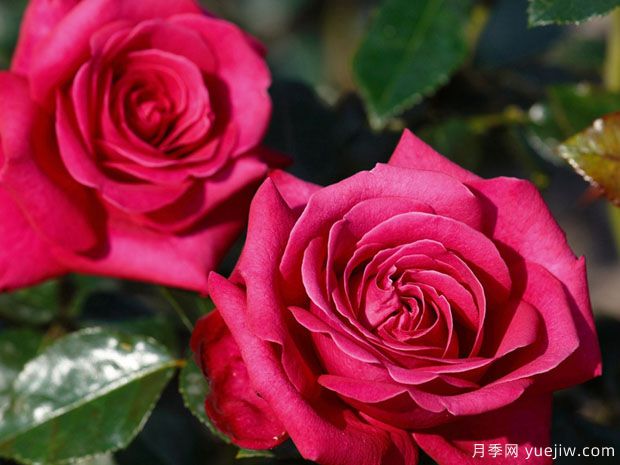 热辣女士月季/辣妹月季(图1) 热辣女士月季/辣妹月季(图1)