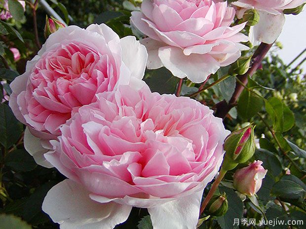 漂亮玉兔月季/优雅长裙月季(图1) 漂亮玉兔月季/优雅长裙月季(图1)